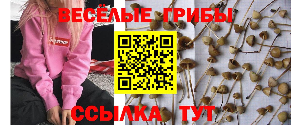 Россия  Псилоцибиновые грибы ЛСД  Вход с VPN  Псилоцибиновые грибы GOLDEN TEACHER 